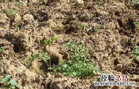 当归的种植条件和管理 当归的种植条件