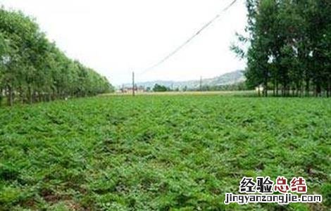 当归的种植条件和管理 当归的种植条件