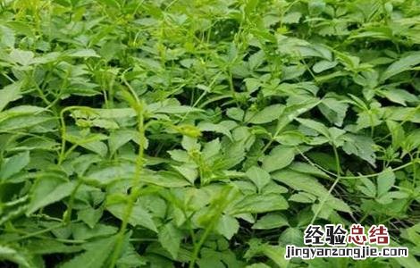 绞股蓝的繁殖方法 绞股蓝的繁殖方法和用途