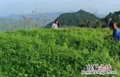 绞股蓝的繁殖方法 绞股蓝的繁殖方法和用途