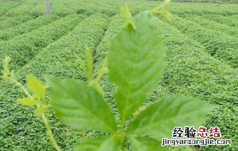 绞股蓝的繁殖方法 绞股蓝的繁殖方法和用途