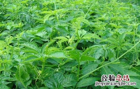 绞股蓝种植与栽培技术 绞股蓝的栽培技术