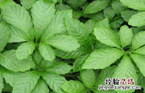 绞股蓝种植与栽培技术 绞股蓝的栽培技术