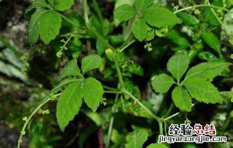 绞股蓝种植与栽培技术 绞股蓝的栽培技术