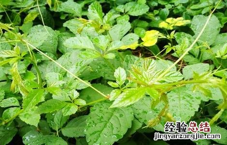 绞股蓝种植与栽培技术 绞股蓝的栽培技术