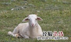 羊用英语怎么说 马用英语怎么说