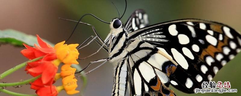 蝴蝶几条腿正确答案 蝴蝶几条腿