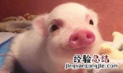 有猪字的可爱句子简短 有猪字的可爱句子简短一年级