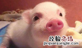 有猪字的可爱句子简短 有猪字的可爱句子简短一年级