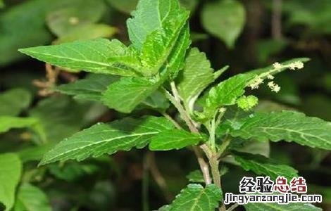 透骨草怎么种植方法 透骨草怎么种