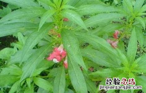 透骨草怎么种植方法 透骨草怎么种