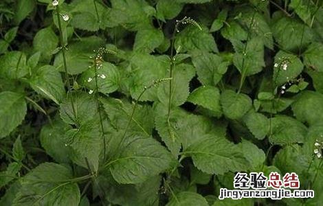 透骨草怎么种植方法 透骨草怎么种