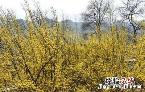 山茱萸的种植方法 山茱萸怎样种植