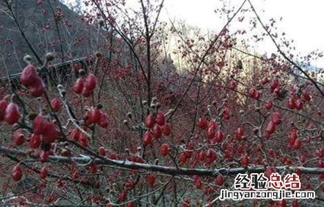 山茱萸的种植方法 山茱萸怎样种植