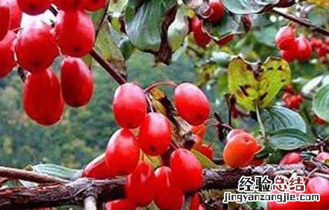 山茱萸的种植方法 山茱萸怎样种植