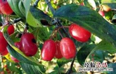 山茱萸的种植方法 山茱萸怎样种植