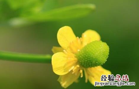 石龙芮的栽培技术