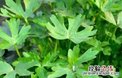石龙芮的栽培技术