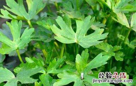 石龙芮的栽培技术