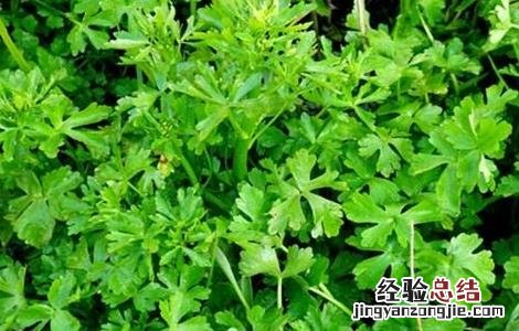 石龙芮的栽培技术