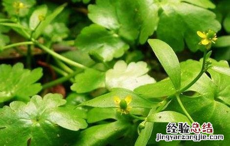 石龙芮的栽培技术