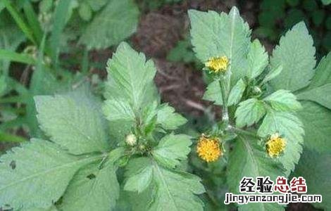 鬼针草的主要品种 鬼针草的主要品种有哪些