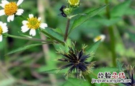鬼针草的主要品种 鬼针草的主要品种有哪些