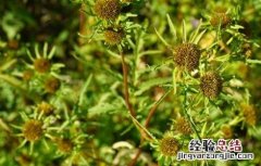 鬼针草的主要品种 鬼针草的主要品种有哪些