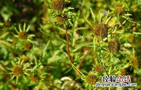 鬼针草的主要品种 鬼针草的主要品种有哪些