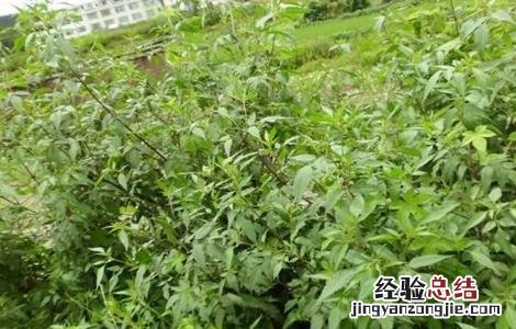 鬼针草怎么繁殖的 鬼针草怎么种