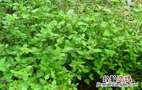 鬼针草怎么繁殖的 鬼针草怎么种