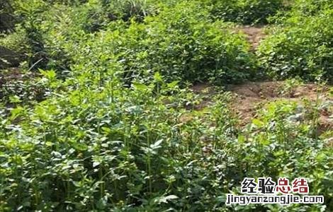 鬼针草怎么繁殖的 鬼针草怎么种
