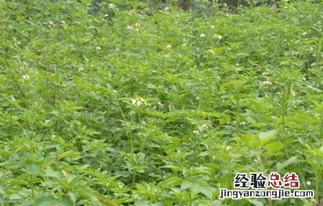 鬼针草怎么繁殖的 鬼针草怎么种