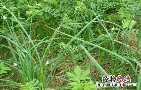 薤白怎么种植 薤白怎么种