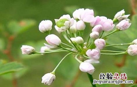 薤白怎么种植 薤白怎么种