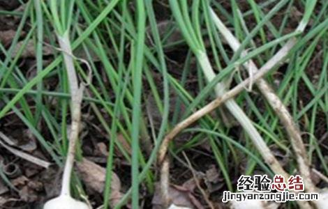 薤白怎么种植 薤白怎么种