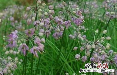 薤白怎么种植 薤白怎么种