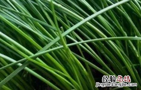 薤白怎么种植 薤白怎么种
