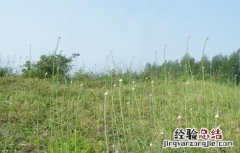 薤白怎么种植 薤白怎么种