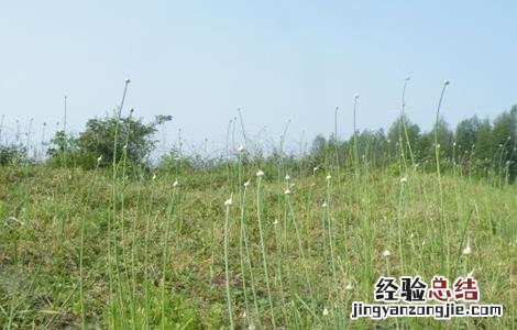 薤白怎么种植 薤白怎么种
