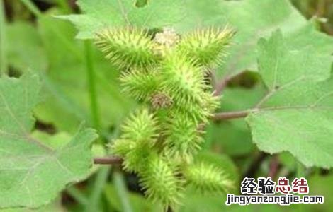 苍耳的种植方法是什么 苍耳的种植方法