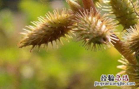 苍耳的种植方法是什么 苍耳的种植方法