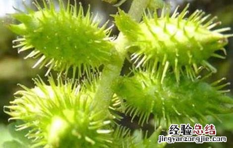 苍耳的种植方法是什么 苍耳的种植方法