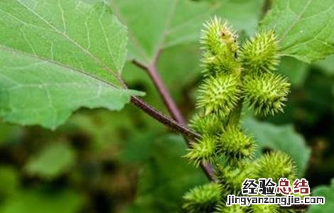 苍耳的种植方法是什么 苍耳的种植方法