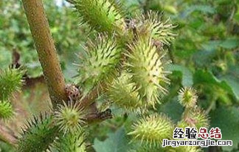 苍耳的种植方法是什么 苍耳的种植方法