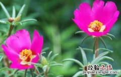 马齿苋常见栽培品种 马齿苋的栽培