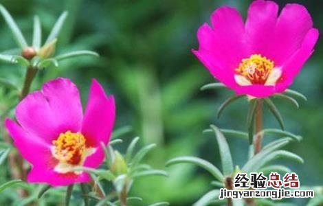 马齿苋常见栽培品种 马齿苋的栽培