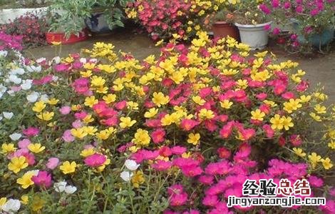 马齿苋常见栽培品种 马齿苋的栽培