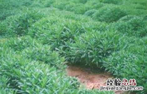 养心菜的栽培技术 养心菜的栽培技术与管理