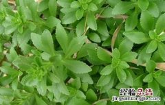 养心菜的栽培技术 养心菜的栽培技术与管理
